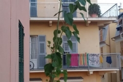 10PieroRuoccoGirasole-in-città